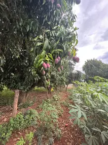 Imagem 2 - Chácara em Savana, Hidrolândia - GO