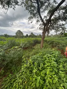 Chácara Savana, Hidrolândia - GO — foto 1