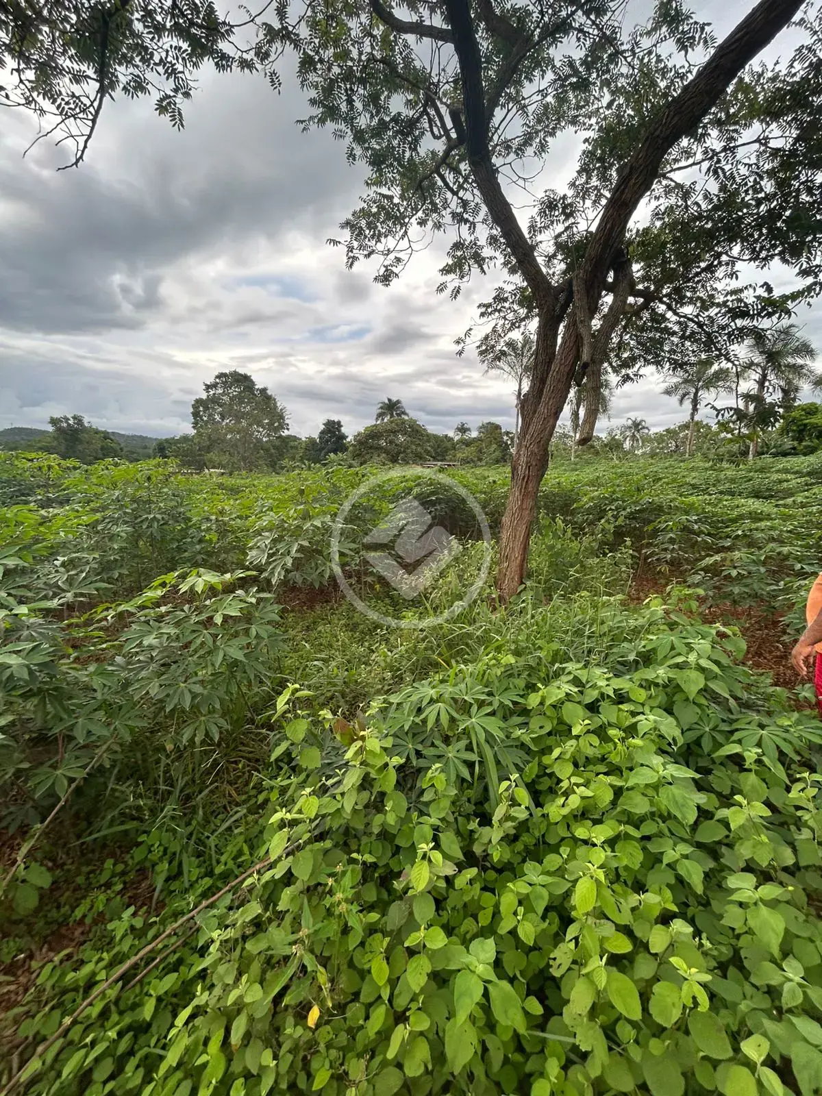Imagem 1 - Chácara em Savana, Hidrolândia - GO