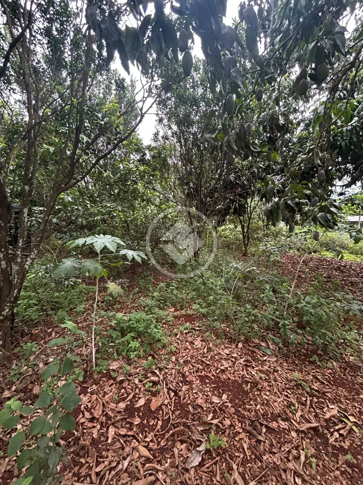 Image 10 - Chácara em Savana, Hidrolândia - GO