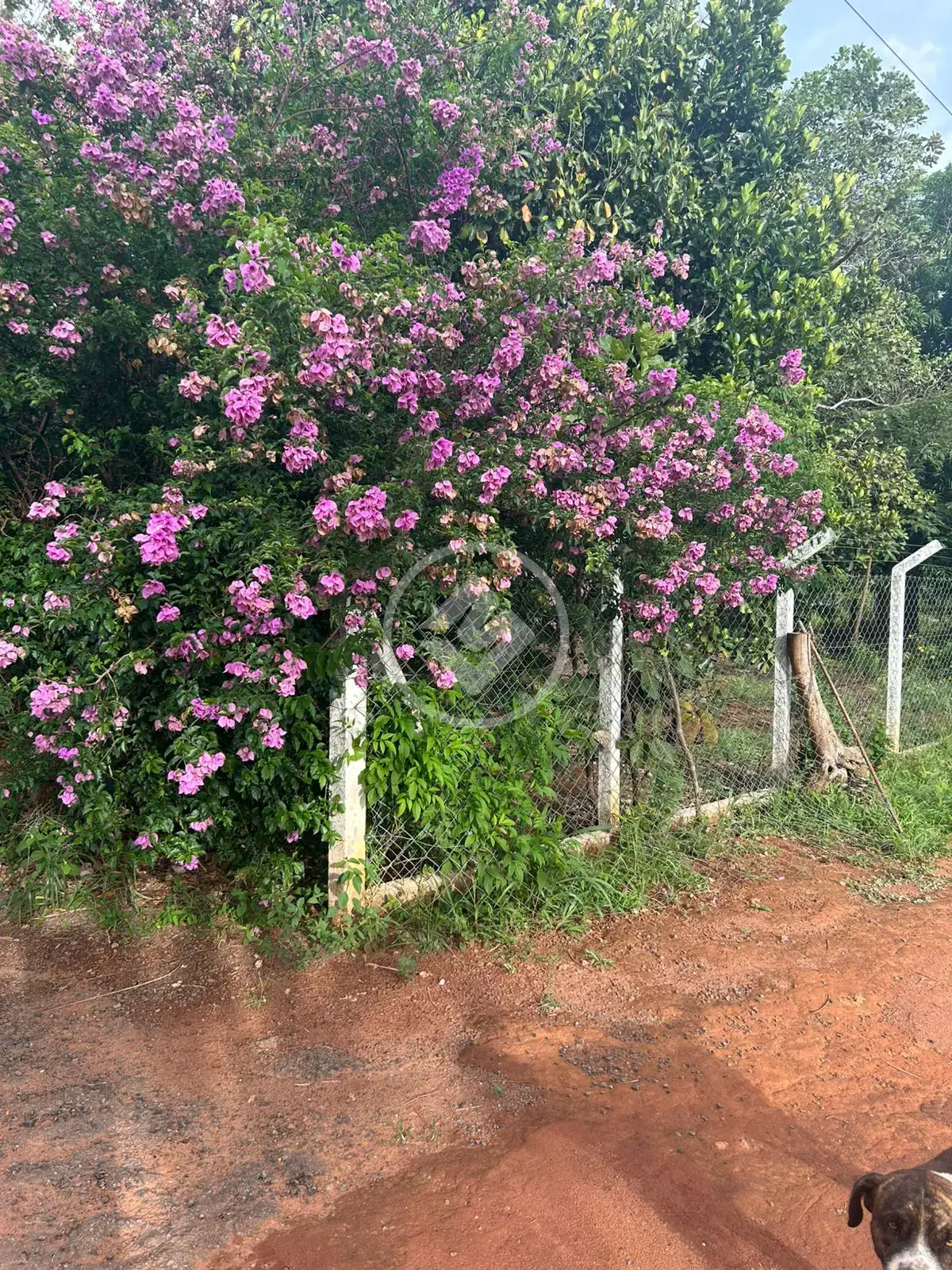 Image 2 - Chácara em Triângulo 03, Hidrolândia - GO