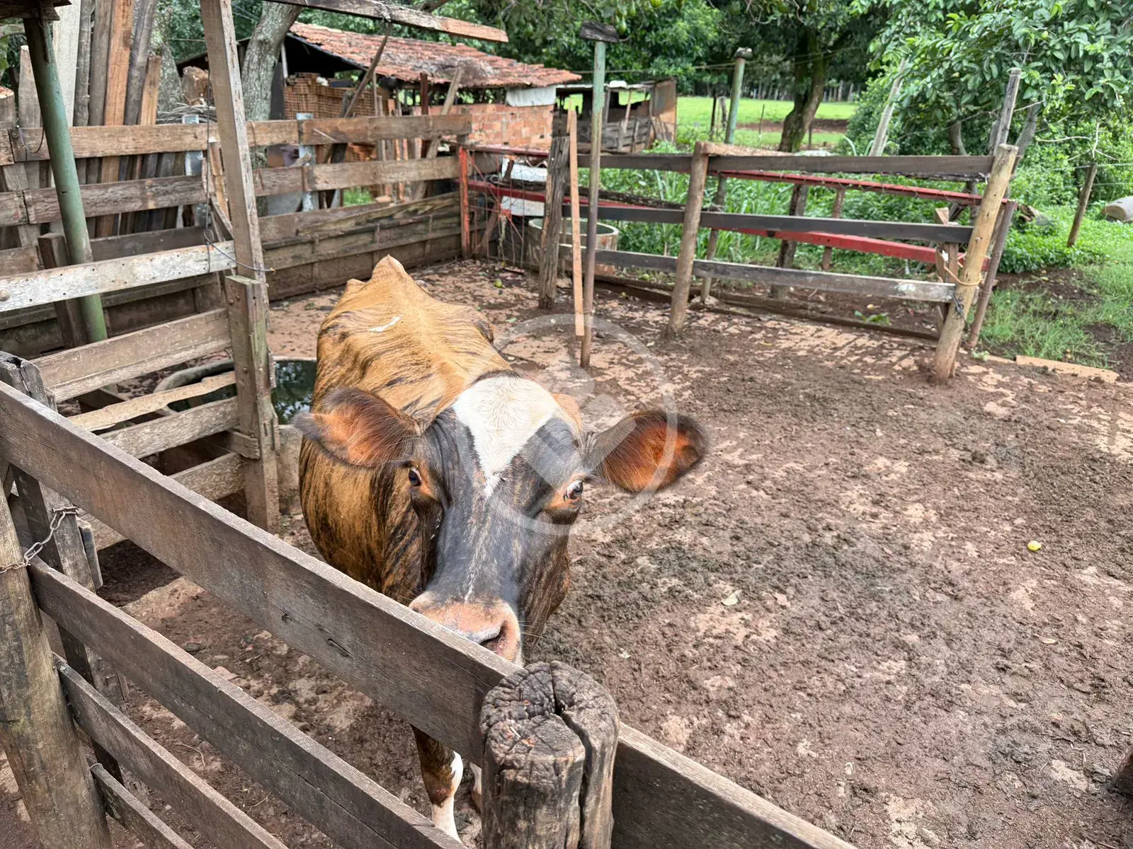Imagem 1 - Chácara em Zona Rural, Hidrolândia - GO