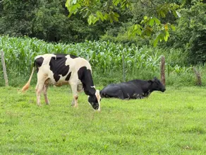 Imagem 6 - Chácara em Zona Rural, Hidrolândia - GO