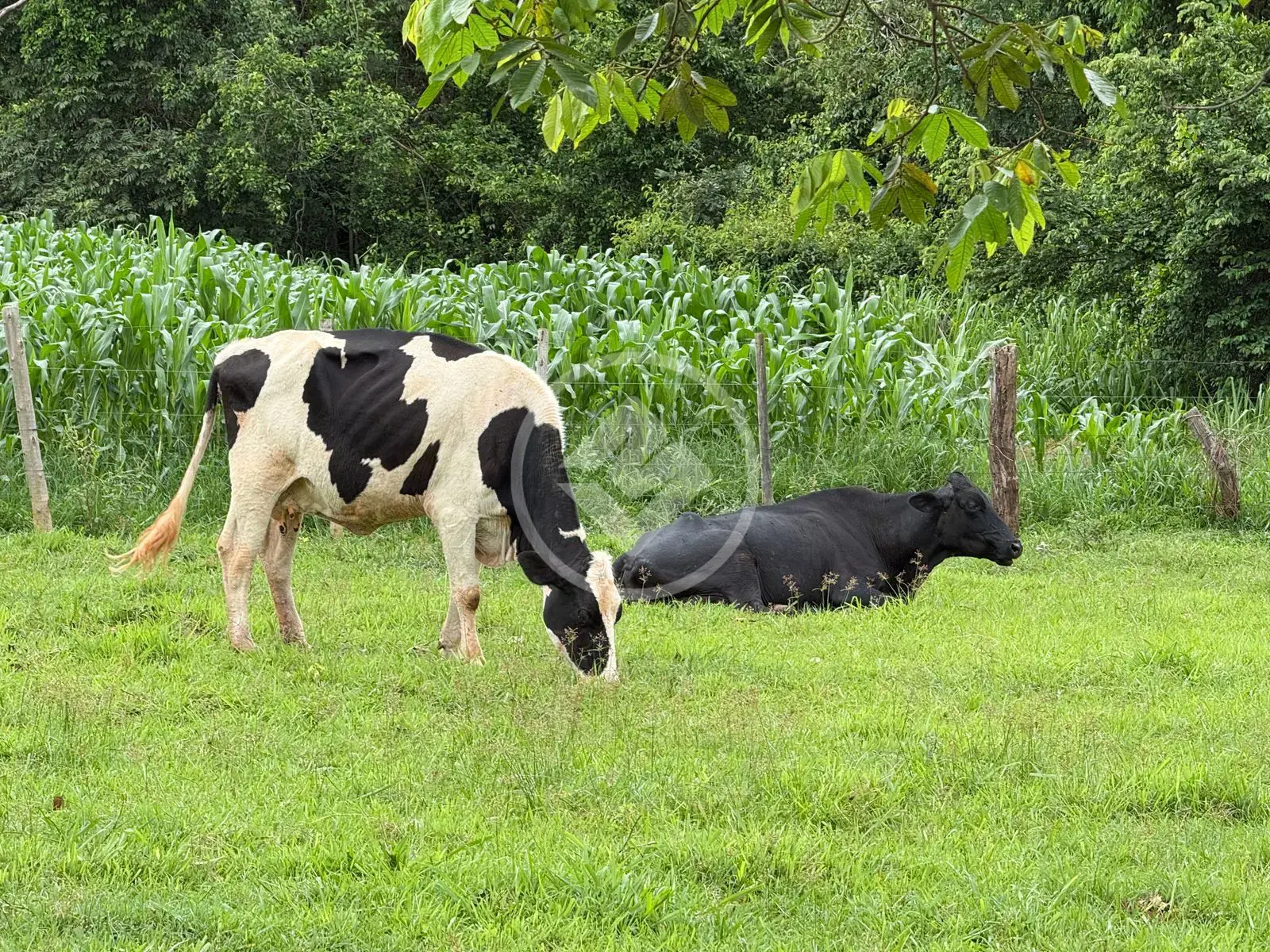 Imagem 6 - Chácara em Zona Rural, Hidrolândia - GO
