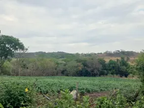 Imagem 2 - Chácara em Zona Rural Goianápolis, Goianápolis - GO