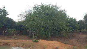 Imagem 4 - Chácara em Zona Rural Goianápolis, Goianápolis - GO