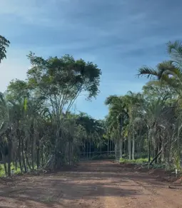 Imagem 2 - Chácara em Triângulo três, Hidrolândia - GO
