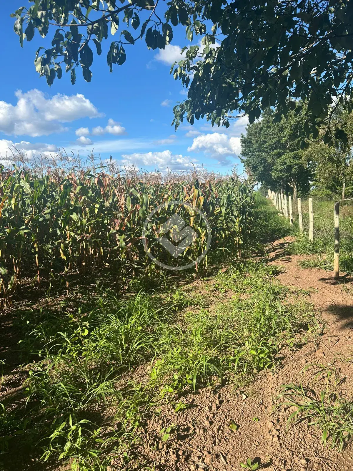 Imagem 1 - Chácara em santa maria, Hidrolândia - GO
