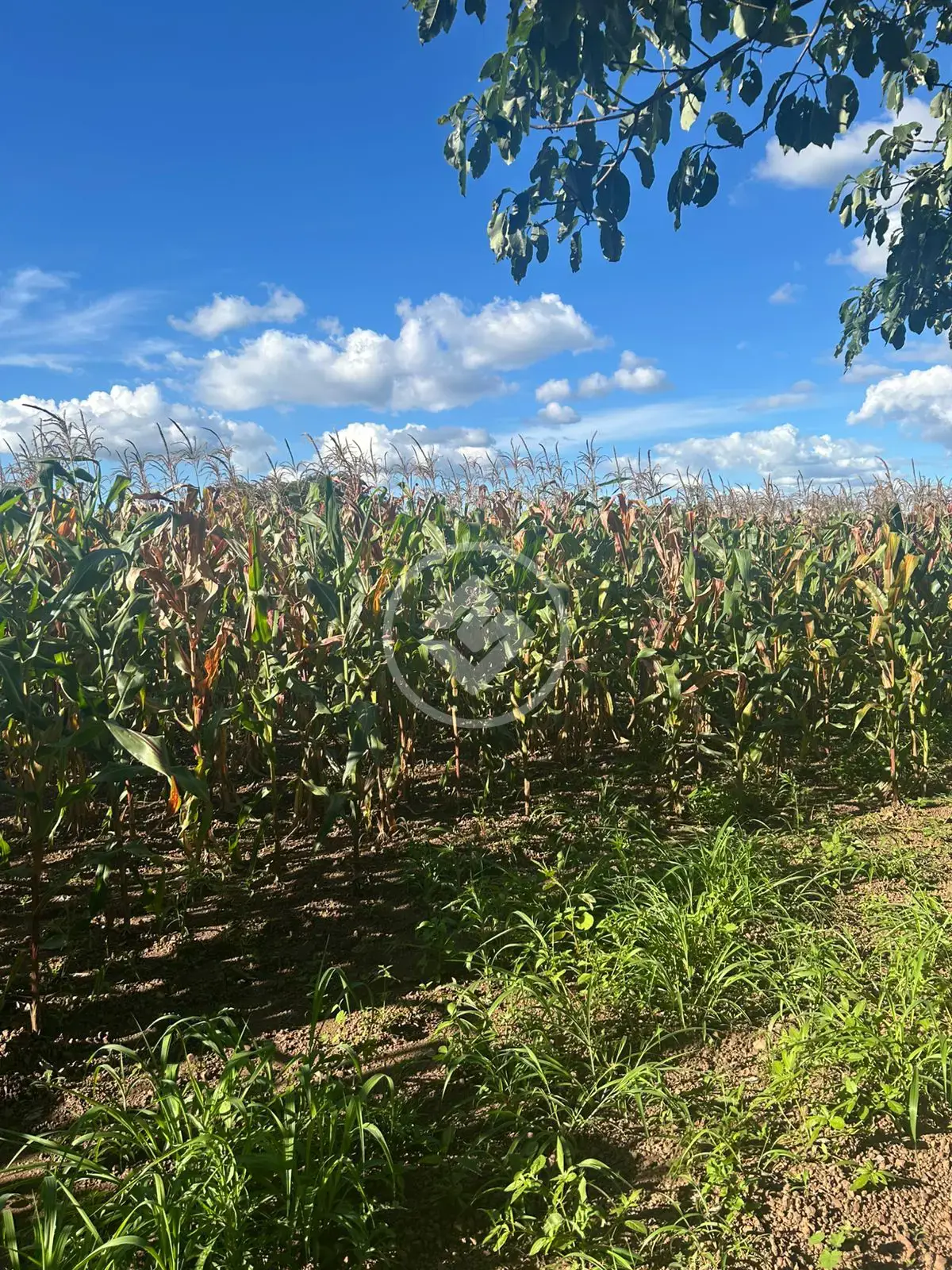 Image 2 - Chácara em santa maria, Hidrolândia - GO