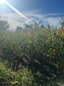 Imagem 3 - Chácara em santa maria, Hidrolândia - GO