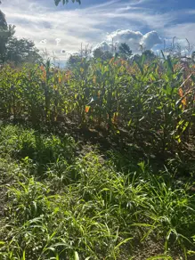 Imagem 4 - Chácara em santa maria, Hidrolândia - GO
