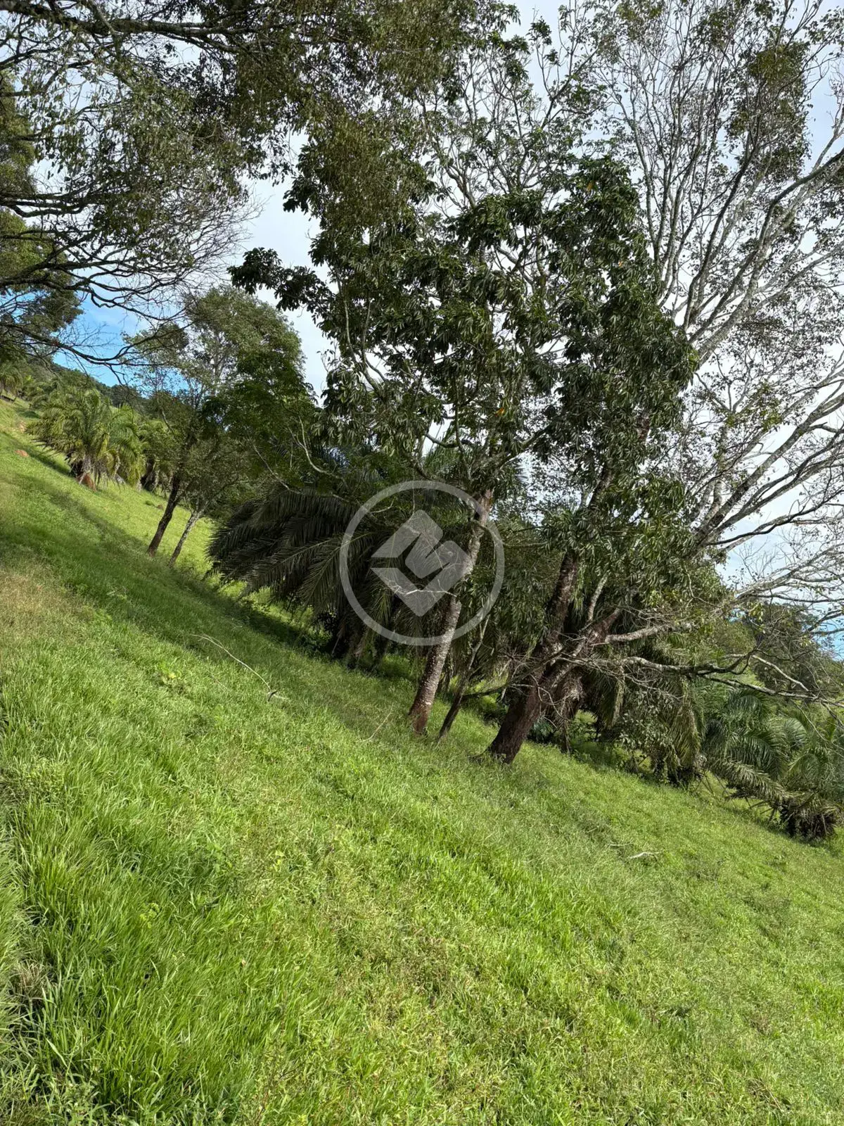 Image 2 - Fazenda em Área Rural de Morrinhos, Morrinhos - GO