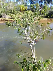 Fazenda Zona Rural Mansinha, Rio Sono - TO — foto 1