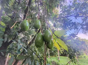 Imagem 5 - Terreno Condomínio em Condomínio Estância das Águas, Hidrolândia - GO