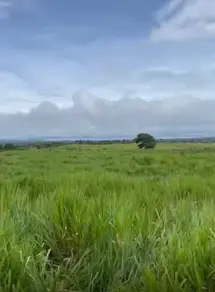 Fazenda Zona Rural, Arapoema - TO — foto 1
