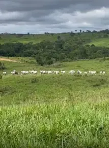 Fazenda Zona Rural, Arapoema - TO — foto 2