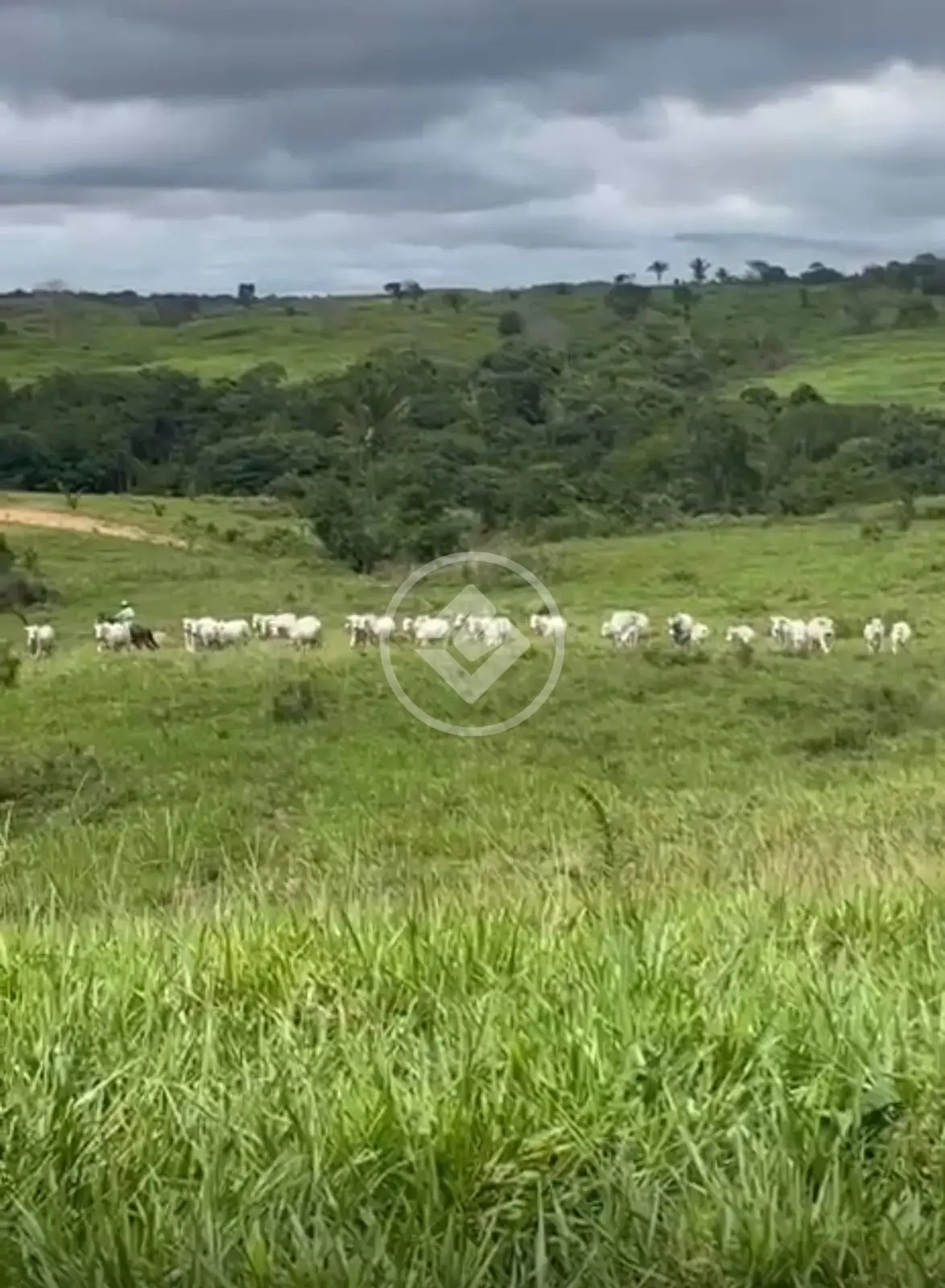 Image 2 - Fazenda em Zona Rural, Arapoema - TO