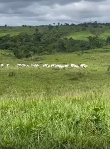 Imagem 2 - Fazenda em Zona Rural, Arapoema - TO