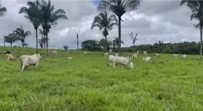 Imagem 5 - Fazenda em Zona Rural, Arapoema - TO