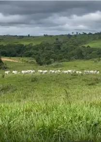 Imagem 4 - Fazenda em Zona Rural, Arapoema - TO