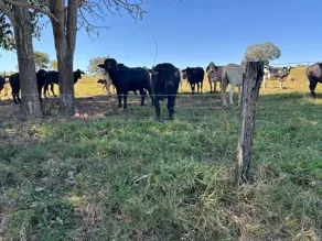 Imagem 3 - Fazenda em Zona Rural, Professor Jamil - GO