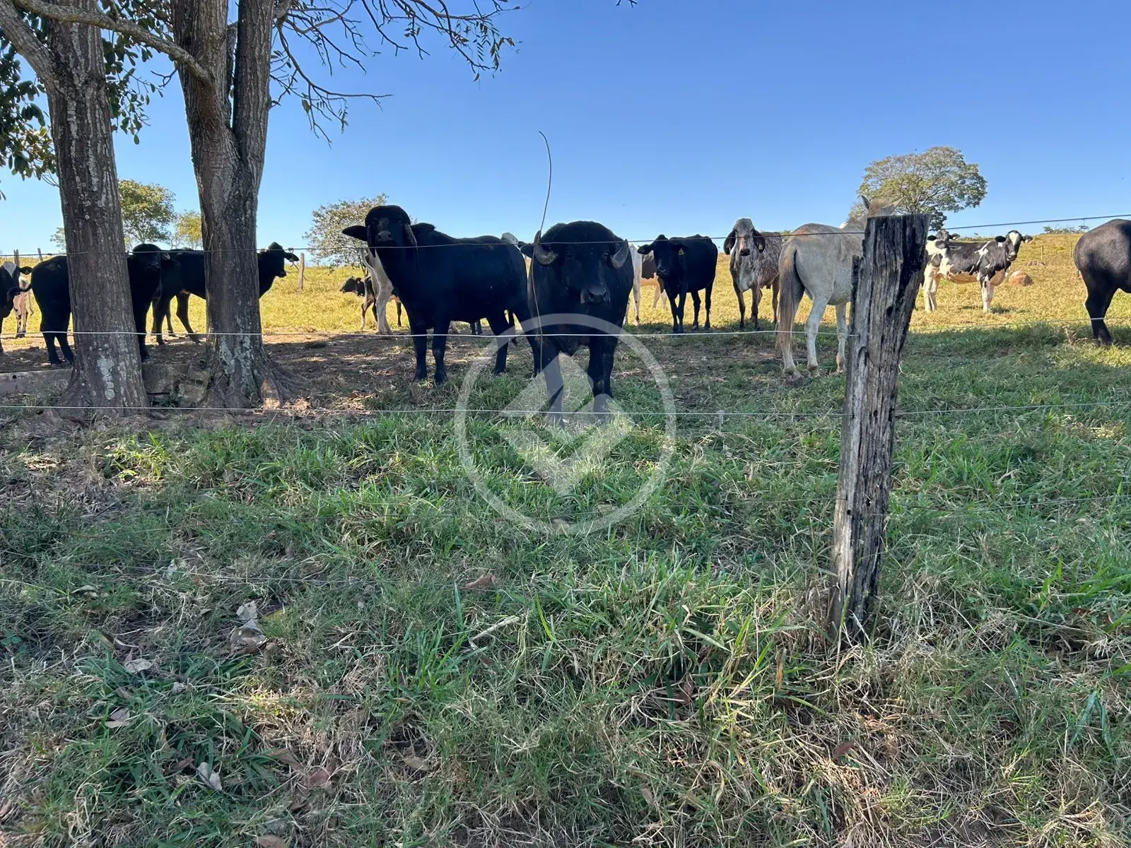 Imagem 3 - Fazenda em Zona Rural, Professor Jamil - GO