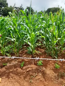 Imagem 2 - Chácara em Zona Rural, Bela Vista de Goiás - GO