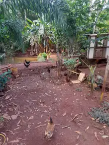 Imagem 4 - Chácara em Zona Rural, Bela Vista de Goiás - GO
