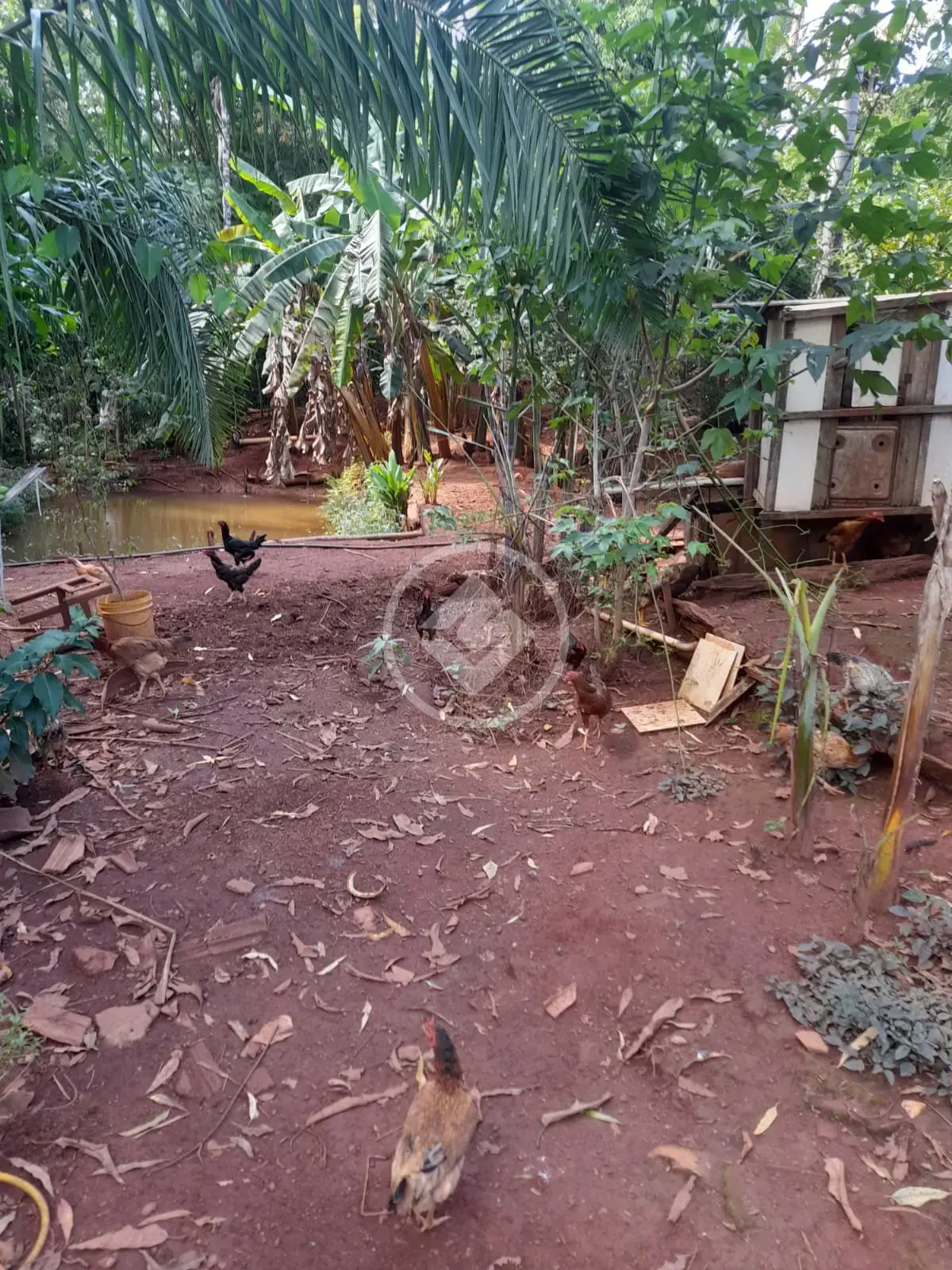 Imagem 4 - Chácara em Zona Rural, Bela Vista de Goiás - GO