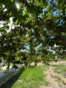 Imagem 2 - Chácara em Zona Rural, Hidrolândia - GO