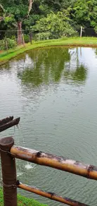 Imagem 4 - Fazenda em Zona Rural, São Miguel do Passa Quatro - GO