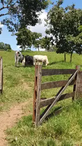 Imagem 6 - Fazenda em Zona Rural, São Miguel do Passa Quatro - GO