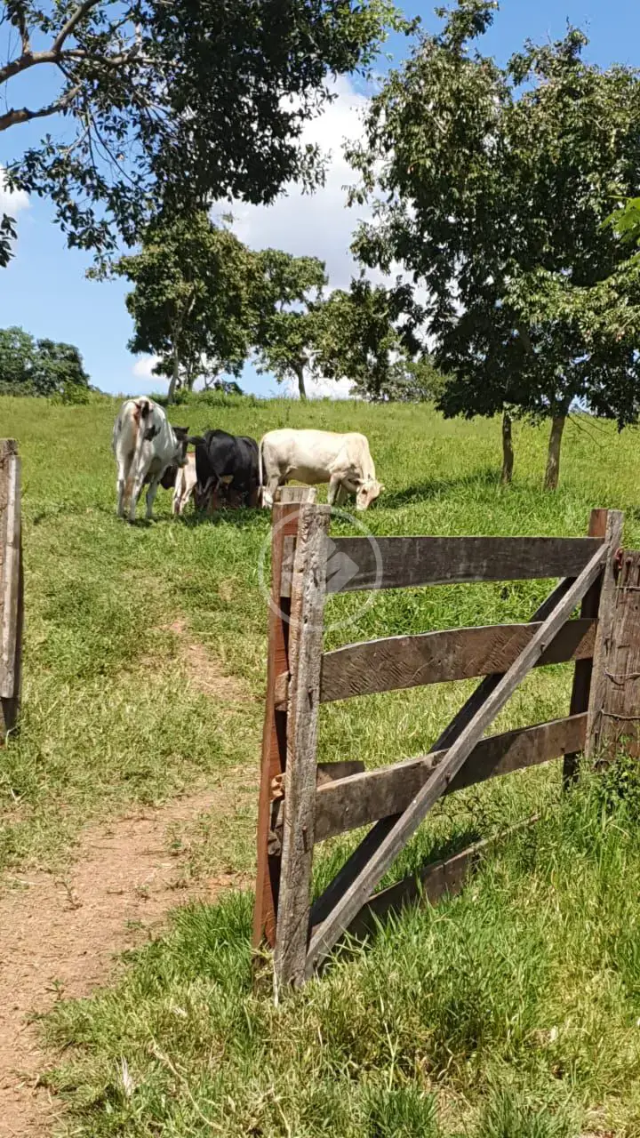 Imagem 6 - Fazenda em Zona Rural, São Miguel do Passa Quatro - GO