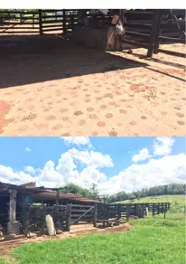 Imagem 4 - Fazenda em Zona Rural, Santo Antônio de Goiás - GO