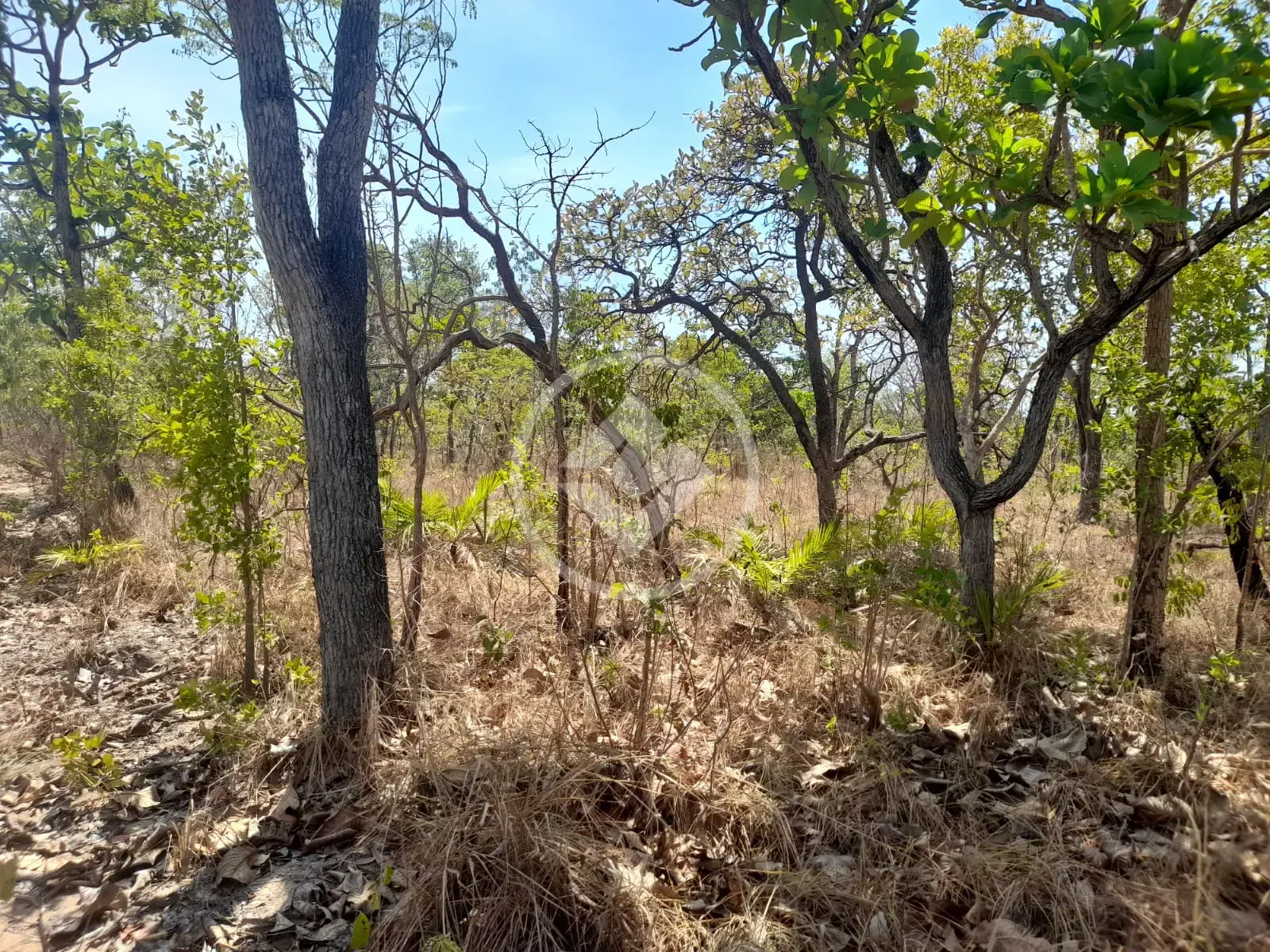 Image 2 - Fazenda em Zona Rural, Rio Sono - TO