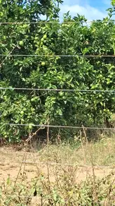 Imagem 3 - Fazenda em Zona Rural, Professor Jamil - GO