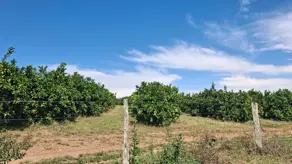 Imagem 4 - Fazenda em Zona Rural, Professor Jamil - GO