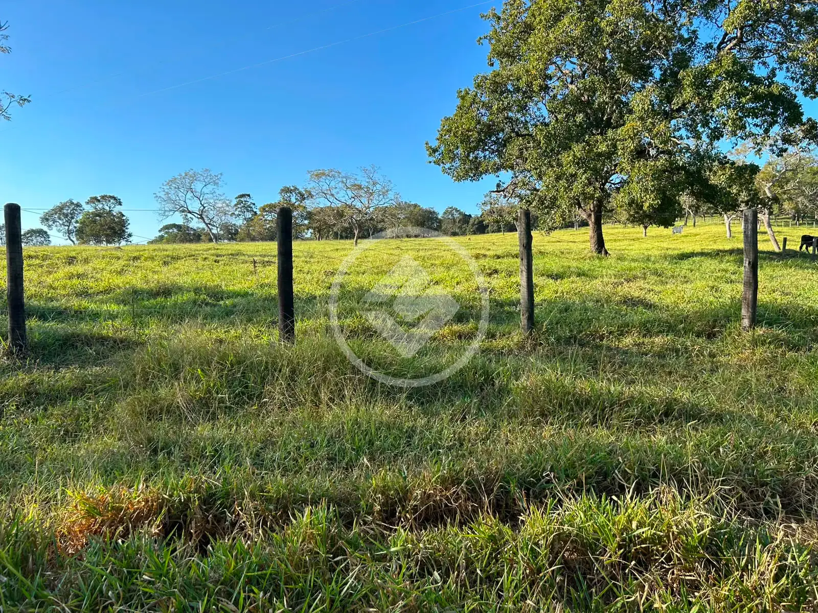 Image 64 - Fazenda em Zona Rural, Hidrolândia - GO