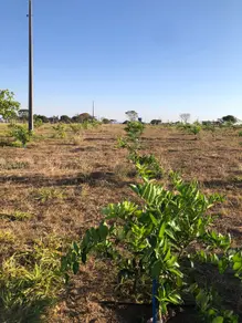 Imagem 4 - Fazenda em ZONA RURAL, Marzagão - GO