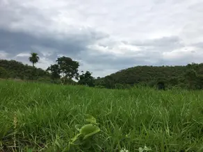 Imagem 5 - Fazenda em CENTRO, Formoso - GO