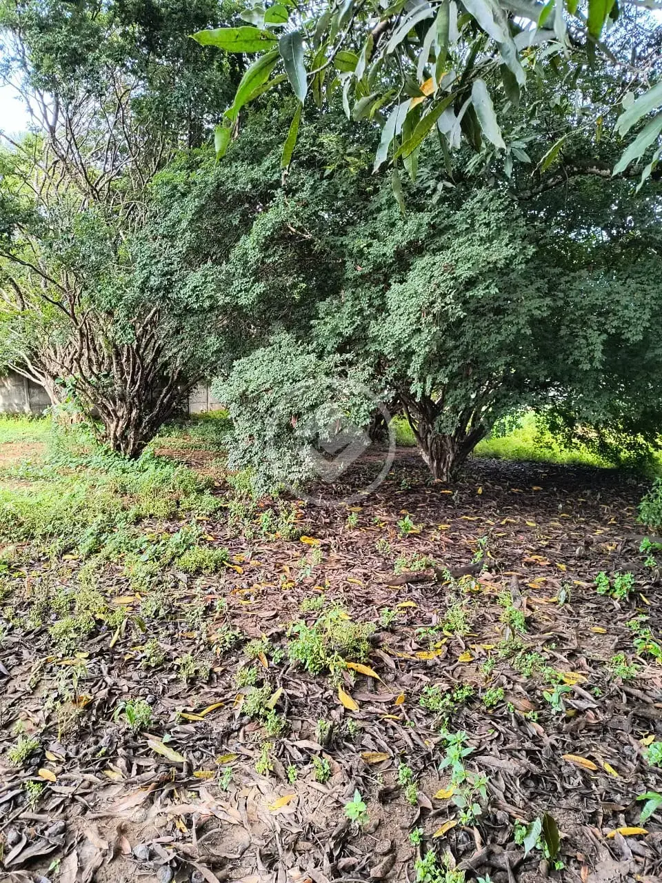 Image 2 - Terreno em Jardim Esmeralda, Hidrolândia - GO