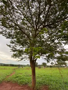 Imagem 5 - Terreno Condomínio em Cidade Nova de Guapo 2 Parte, Guapó - GO