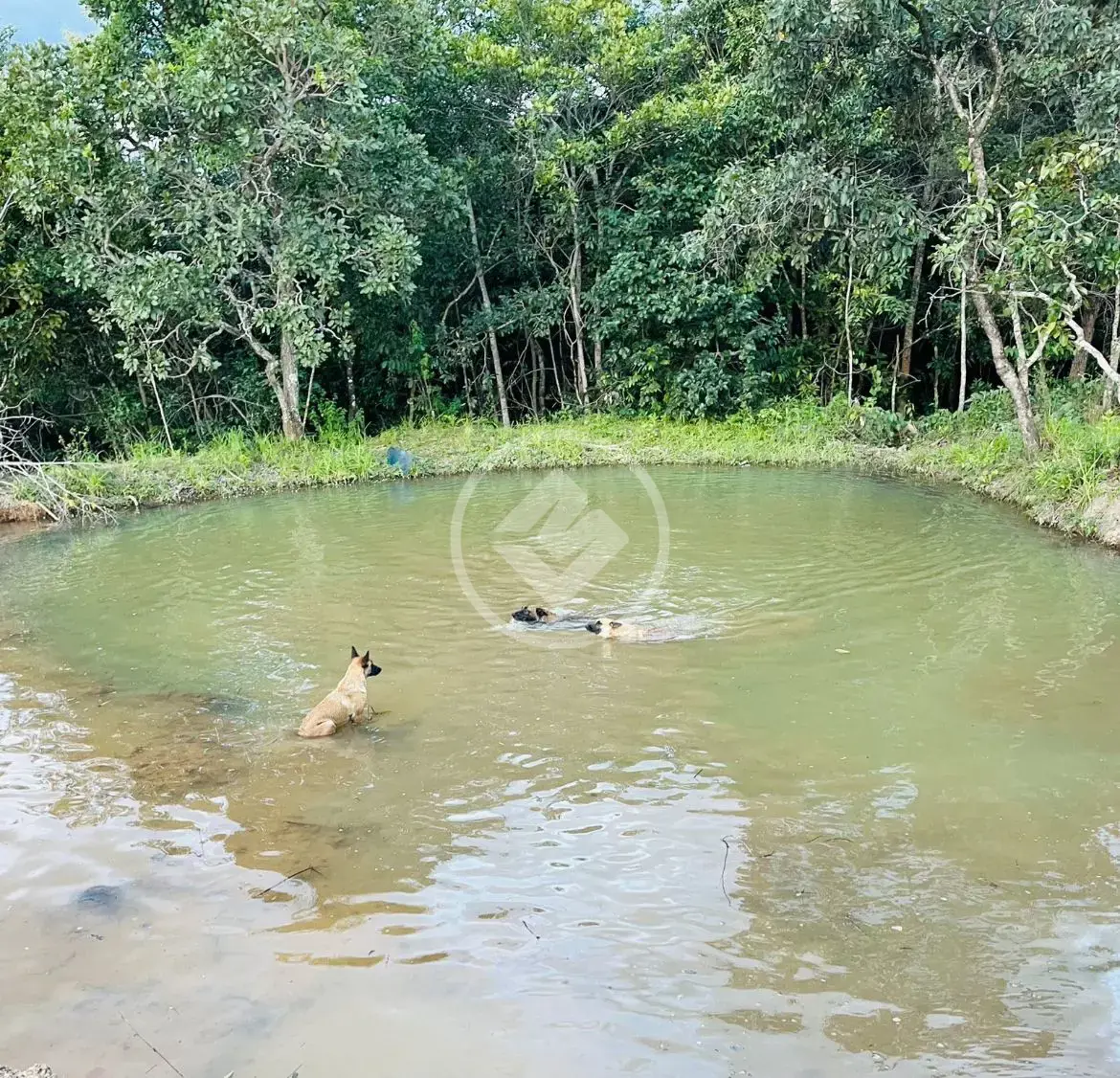 Imagem 2 - Fazenda em Zona Rural, Cocalzinho de Goiás - GO