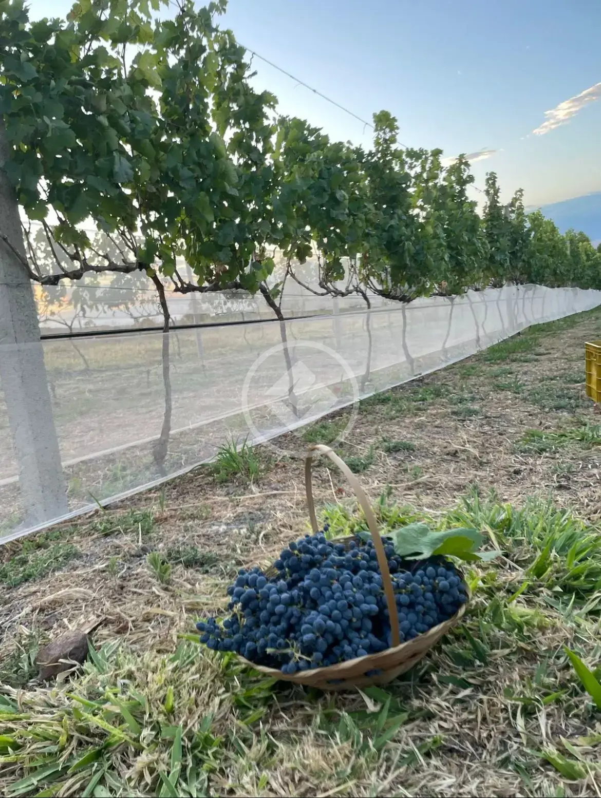 Imagem 4 - Fazenda em Zona Rural, Cocalzinho de Goiás - GO