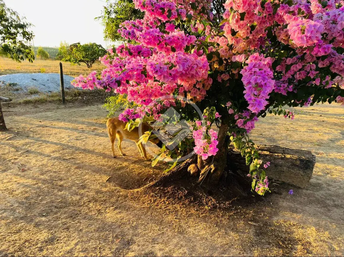 Imagem 3 - Fazenda em Zona Rural, Cocalzinho de Goiás - GO