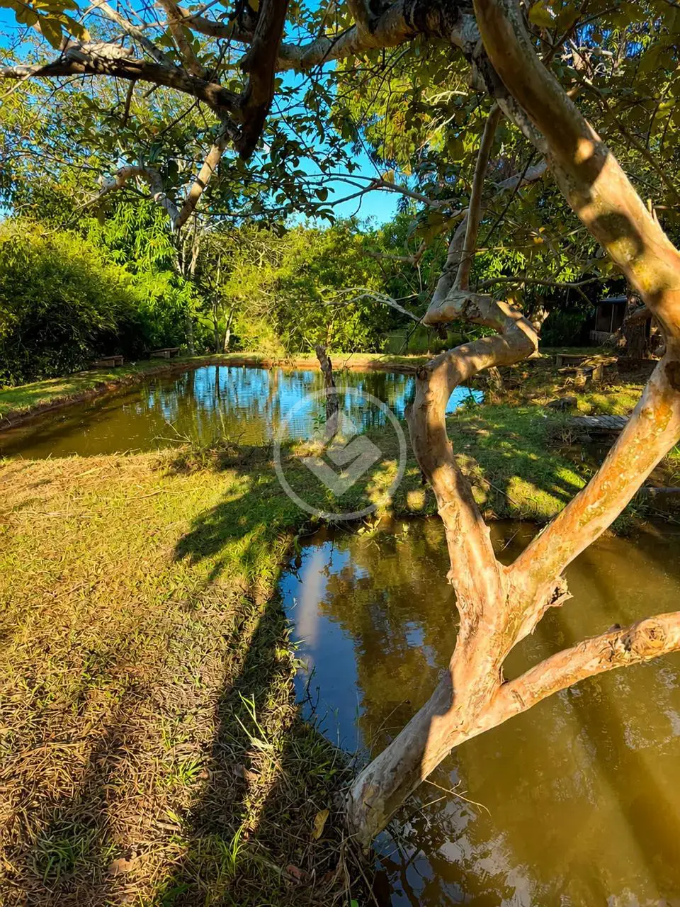 Imagem 5 - Fazenda em Girassol, Cocalzinho de Goiás - GO
