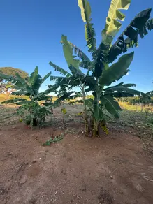 Imagem 4 - Chácara em Setor Central, Aparecida de Goiânia - GO