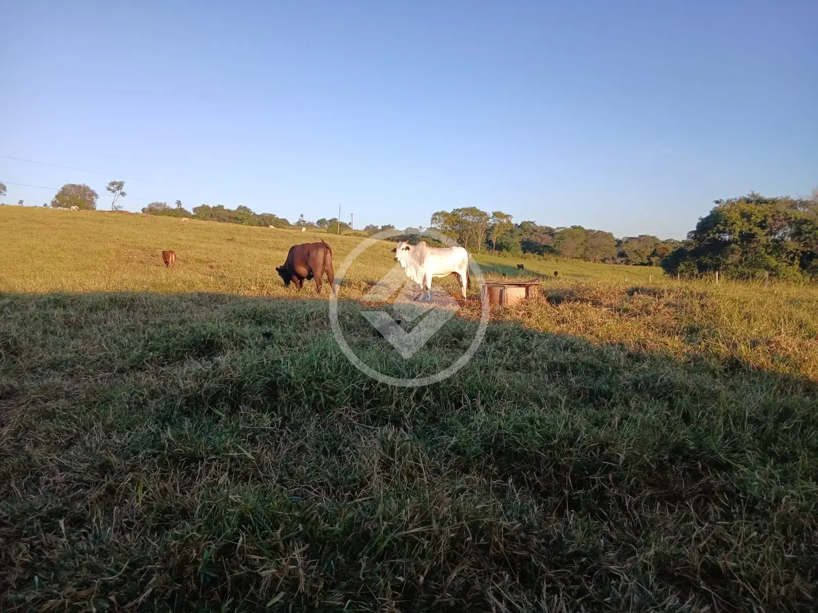 Image 2 - Chácara em Centro, Santa Rosa de Goiás - GO