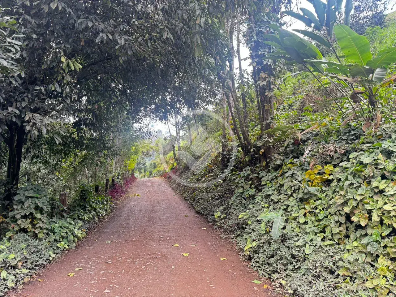 Imagem 2 - Chácara em Área Rural de Ipatinga, Ipatinga - MG