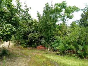 Imagem 4 - Fazenda em Aguti, Nova Trento - SC